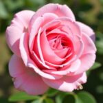 Rose Musquée : Le Secret Naturel Anti-Âge pour Sublimer les Peaux Matures